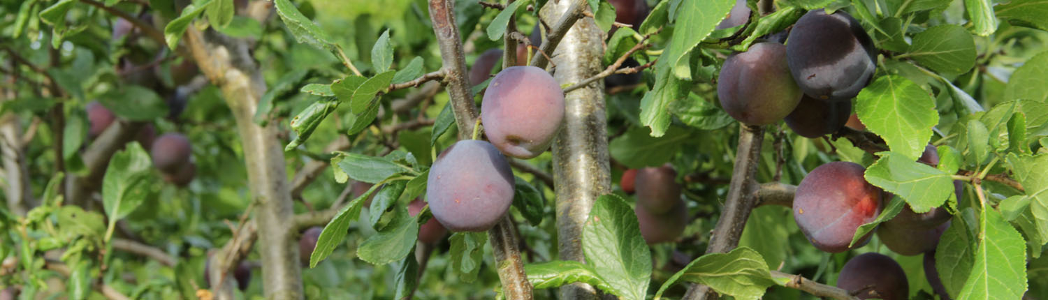Fruit
